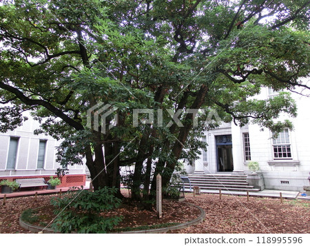 Tamagusu tree at Yokohama Port Opening Memorial Hall 118995596