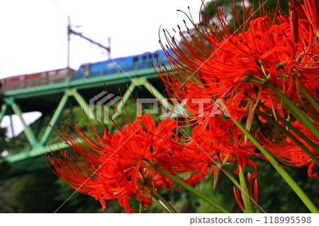 Red spider lilies and a train running on the Chuo Line Red spider lilies and a train running on the Chuo Line 118995598