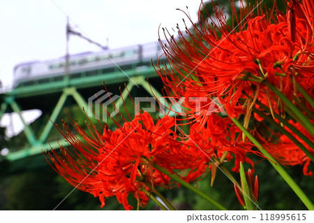 Red spider lilies and a train running on the Chuo Line Red spider lilies and a train running on the Chuo Line 118995615