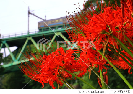 Red spider lilies and a train running on the Chuo Line Red spider lilies and a train running on the Chuo Line 118995778