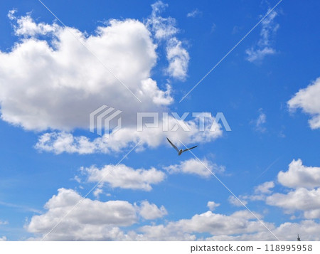 藍天,白雲,還有一隻海鷗。 藍天,白雲,還有一隻海鷗。 118995958