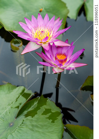 Water lily Water lily 118996051