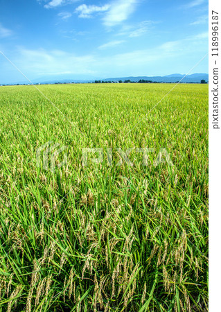 Fruit of autumn Fruit of autumn 118996187