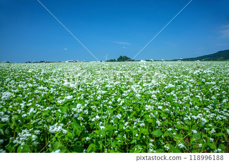 Soda field 118996188