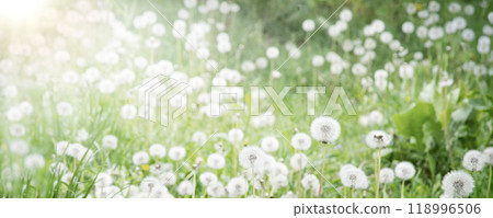 Green field with white dandelions Green field with white dandelions 118996506
