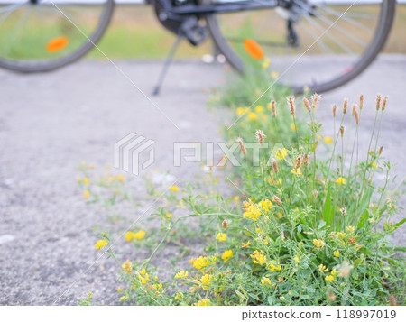 柏油路上盛開著一朵小花。 柏油路上盛開著一朵小花。 118997019