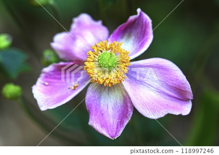 Anemone jasmine blooming in the park 118997246