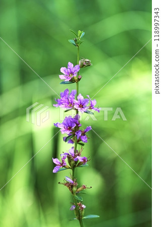 Lythrum salicaria flowers blooming in the park Lythrum salicaria flowers blooming in the park 118997343