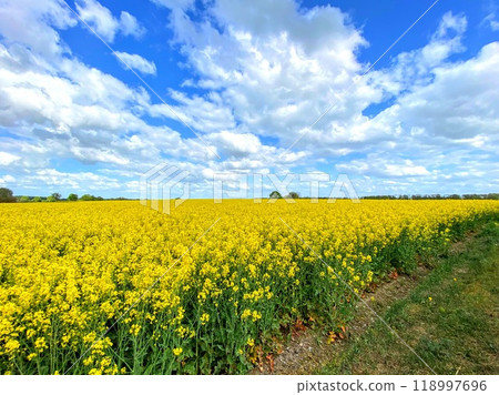 A rapeseed field and a clear sky. 118997696