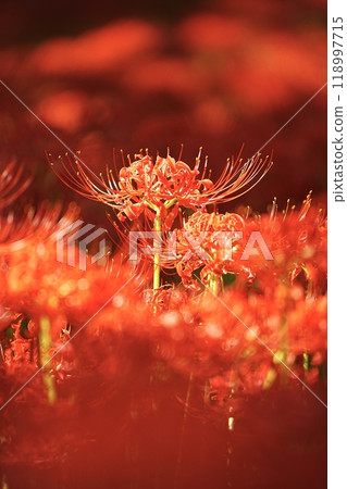Red spider lilies blooming in Kinchakuda Red spider lilies blooming in Kinchakuda 118997715