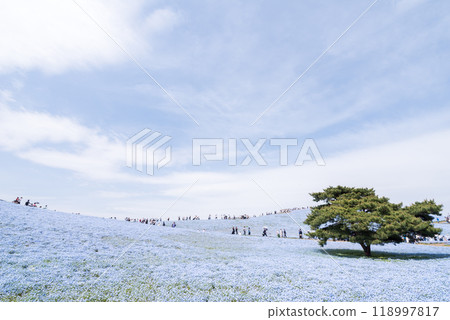[常陸海濱公園] 三晴丘陵的睡蓮 (Nemophila) 正值巔峰 118997817