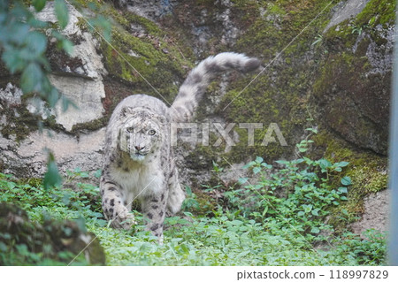 Snow leopard at Tama Animal Park 118997829