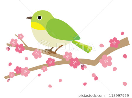 Illustration of a white-eye perched on a branch of cherry blossoms Illustration of a white-eye perched on a branch of cherry blossoms 118997959