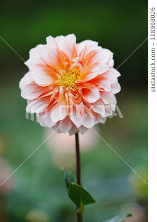 Dahlias at Yakushiike Park 118998026