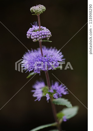 公園裡盛開的丹菊花 公園裡盛開的丹菊花 118998290