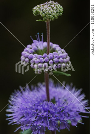 公園裡盛開的丹菊花 118998291