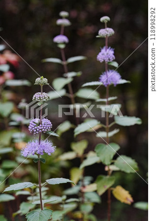 公園裡盛開的丹菊花 118998292