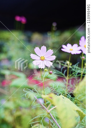 Cosmos flowers blooming in the park 118998491