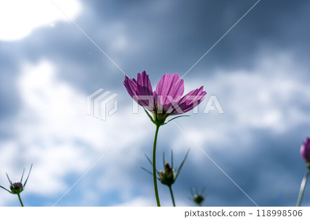 清晨的波斯菊田~清爽的季節~ 清晨的波斯菊田~清爽的季節~ 118998506