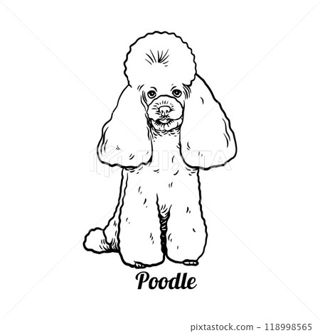 Puppy Poodle - Dog Breed, Funny dog Vector File, detailed vector 118998565
