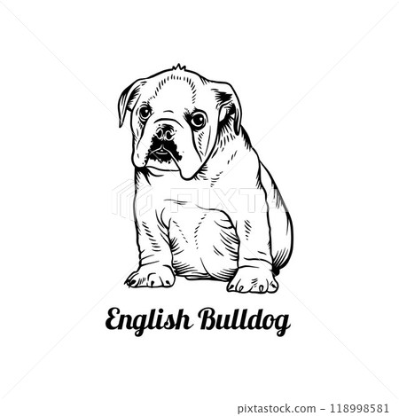 Puppy English Bulldog - Dog Breed, Funny dog Vector File, detailed vector 118998581
