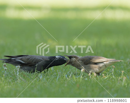 八哥餵食幼鳥 八哥餵食幼鳥 118998601