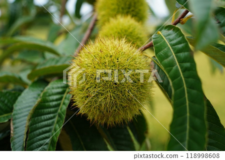 Chestnut tree with ripe fruits in autumn, close-up. 118998608