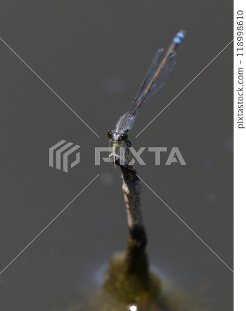 A black-winged damselfly eating its prey A black-winged damselfly eating its prey 118998610