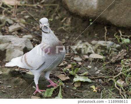 白鴿在乾草環中玩耍 白鴿在乾草環中玩耍 118998611