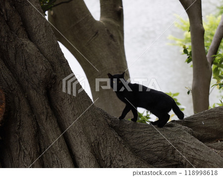 黑貓在樹上行走 118998618