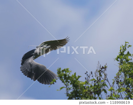 夜鷺逆天飛翔 118998619