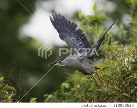 一條會飛的鯉魚 118998620