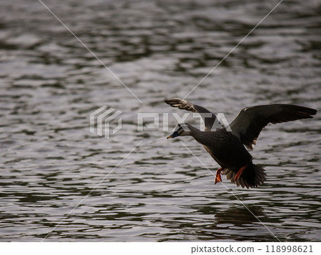 A spot-billed duck preparing to land on the water, illuminated by the setting sun A spot-billed duck preparing to land on the water, illuminated by the setting sun 118998621