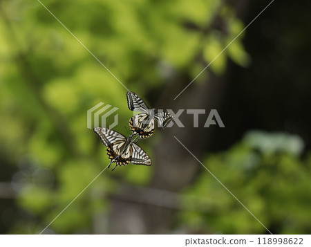 A swallowtail butterfly rendezvousing in the forest 118998622