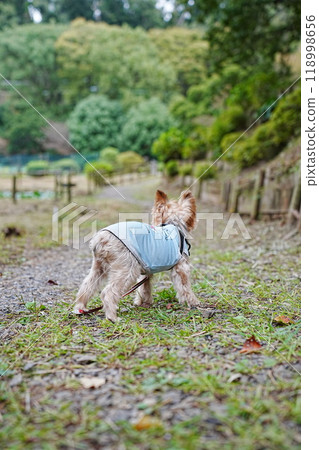 約克夏犬在公園散步 約克夏犬在公園散步 118998656