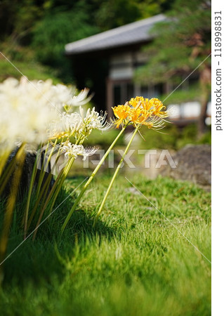 寺廟裡盛開的彼岸花 118998831