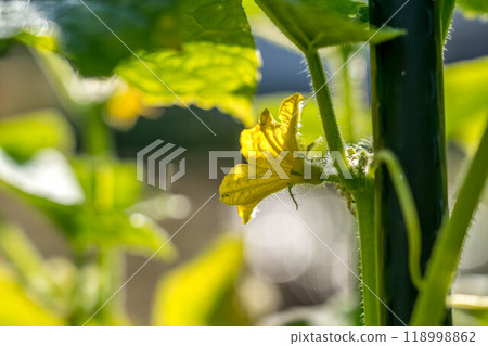 Morning sun and cucumber flowers Morning sun and cucumber flowers 118998862