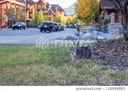 Wild rabbits foraging in grass next to sidewalk in residential area in town Canmore, Alberta, Canada in autumn 2022. Wild rabbits foraging in grass next to sidewalk in residential area in town Canmore, Alberta, Canada in autumn 2022. 118998865