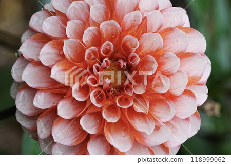 Dahlia close-up photo Dahlia close-up photo 118999062