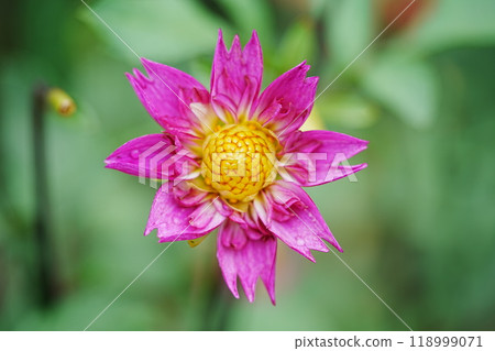 Dahlia close-up photo 118999071