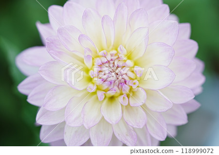 Dahlia close-up photo 118999072