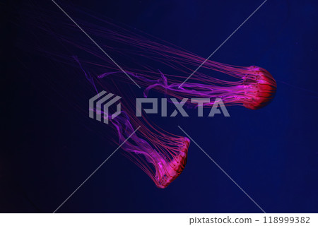 Two fluorescent jellyfish swimming underwater aquarium pool with red neon light. 118999382