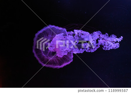 Two Jellifish South american sea nettle, Chrysaora plocamia swimming in aquarium with illumination 118999387