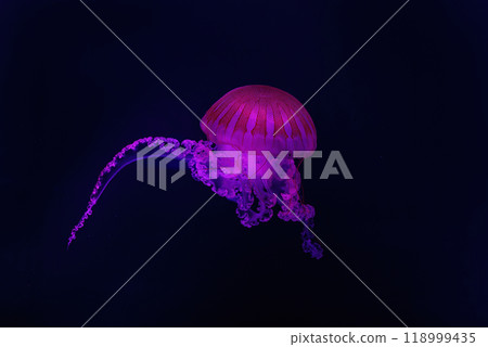 Two Jellifish South american sea nettle, Chrysaora plocamia swimming in aquarium with illumination 118999435