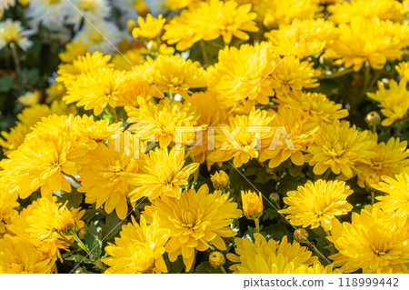 Fresh bright blooming yellow chrysanthemums flowers in autumn garden outside in sunny day 118999442