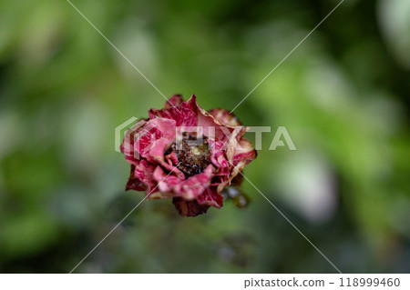 Dried red roses. The rose flower is dried by the sun. 118999460