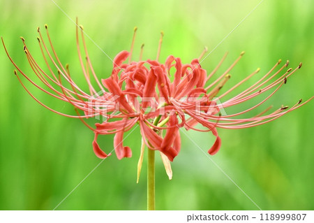 Beautifully blooming red spider lilies against a softly blurred green background 118999807