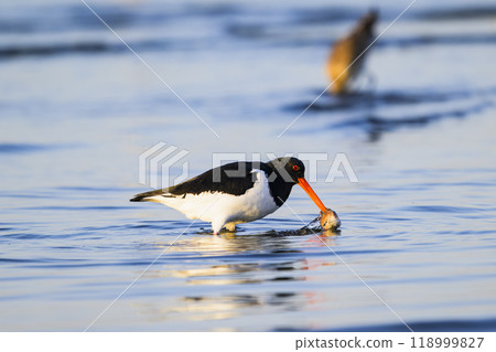 喙被貝類卡住的蠣鷸 118999827