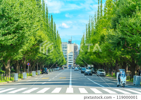 Meiji Shrine Gaien: Ginkgo Tree Line in Summer 119000001