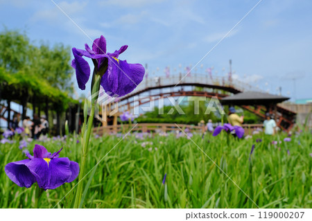 Suigyo Itako Iris Garden, Ibaraki Prefecture Suigyo Itako Iris Garden, Ibaraki Prefecture 119000207